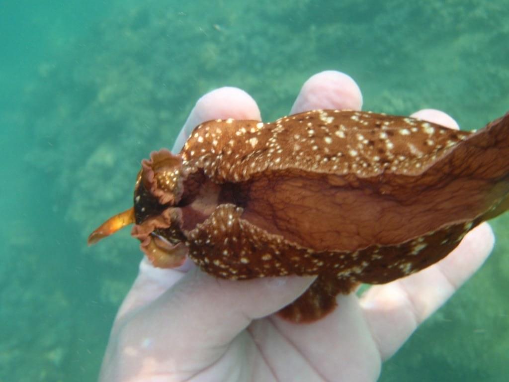 babosa marina borracha, descubrí una herramienta tan poderosa que me permitió, primero a mí y luego a cientos de personas, conseguir la abundancia en todas las áreas de la vida.